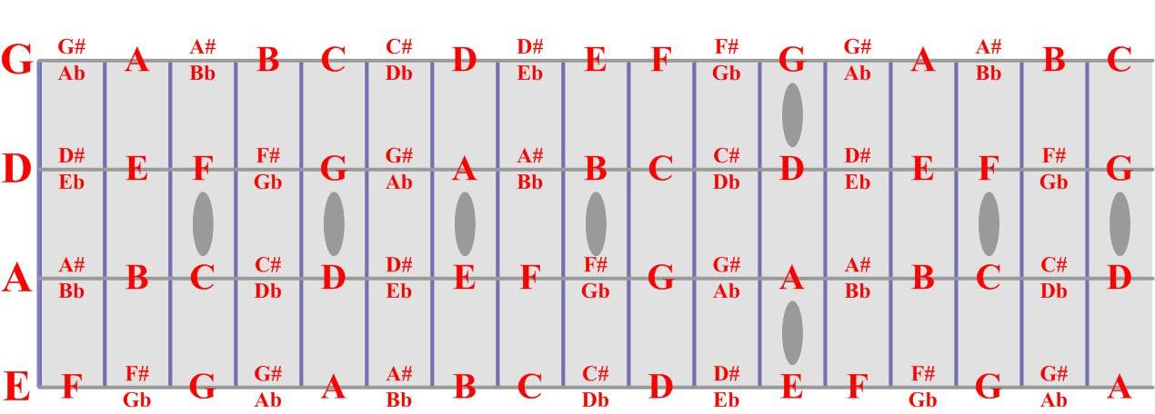 Bass Neck Notes Chart